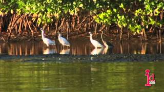 Caroni Swamp and Bird Sanctuary Trinidad and Tobago [upl. by Foskett]