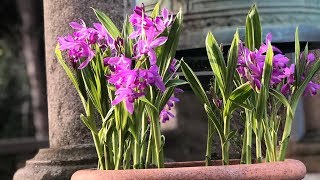 Bletilla striata quotUrn orchidquot  FarmerGracycouk [upl. by Willis595]