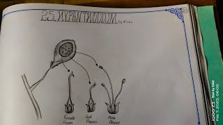 Drawing HYPANTHODIUMficusplant hypancistrusficusracemosa ficusmicrocarpa TheLefthandedArtist [upl. by Blatman634]