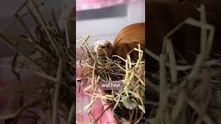 Lets learn about baby Guinea Pigs [upl. by Anders]