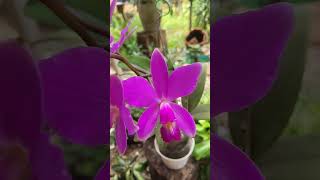 Cattleya violacia [upl. by Melody]