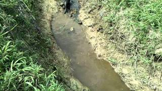 Trinidad river Otter Water Dog [upl. by Sutherland]