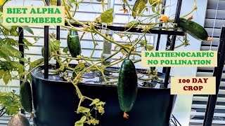 Grow Cucumbers in Aerogarden Bounty Basic Hydroponics BEIT ALPHA Parthenocarpic No pollination [upl. by Gregorio]