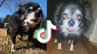 THE BEST OF OWA OWA TIKTOK COMPILATION PUDGYWOKE DOG [upl. by Brightman]