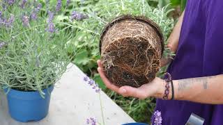 How to Plant Lavender Top Tips  Lavender World [upl. by Ahgiela]