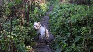 West Highland White Terrier Westie Bobby Fluffy elf [upl. by Tavi]