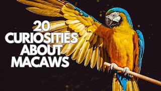 20 curiosities about macaws [upl. by Lou]