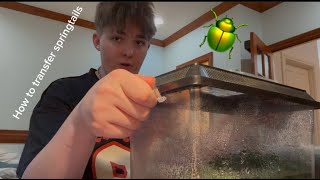 How to transfer SPRINGTAILS to different ISOPOD CULTURES [upl. by Notxam422]