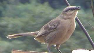 sabiádocampoChalkbrowed MockingbirdMimus saturninus [upl. by Aramot]