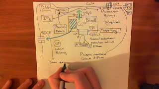 The Protein Kinase C Pathway Part 2 [upl. by Rachele88]