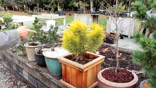 Easy Potting Techniques for Growing Conifers in Pots  Dwarf Conifer Container Gardening [upl. by Arola]