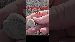 Brachiopod Fossil [upl. by Remled]