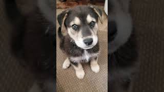 My Gerberian Shepsky puppy German Shepard  Husky mix howling with me for the first time [upl. by Nollahp]