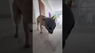 Alian dog 🐕 shorts shortfeed [upl. by Ehav]