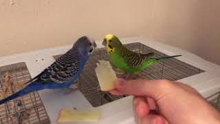 Budgies eating apple for breakfast [upl. by Ahsocin]