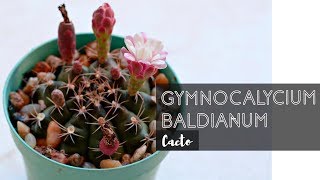 GYMNOCALYCIUM BALDIANUM [upl. by Darb]