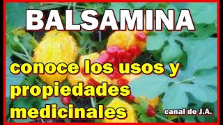 BALSAMINA conoce los usos y propiedades medicinales [upl. by Larred]