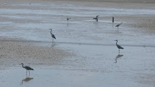 Goldcliff Late July 2018 [upl. by Tadich]