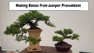 Making Bonsai From Juniper Procumbens with Padmapriya [upl. by Farkas]