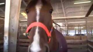 Rescued Tennessee Horses Come Back To Life [upl. by Ximenez]