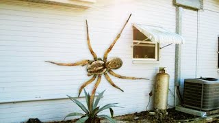 TOP 12 OF THE BIGGEST SPIDERS IN THE WORLD [upl. by Ahselyt951]