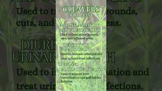 Cleavers  Galium Aparine [upl. by Charlot]