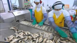 How Its Made  Canned Sardines [upl. by Silvano288]