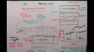 active membrane potential class 12  action potential [upl. by Adierf]