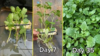 Growing watercress is very easy this way [upl. by Richelle633]