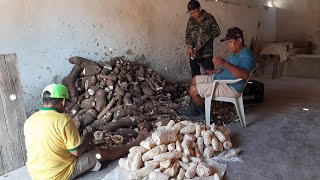 VAMOS FAZER FARINHA DE MANDIOCA ARRANCANDO AS MANDIOCAS E RASPANDO NA CASA DE FARINHA [upl. by Anelis]