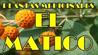 Matico Propiedades Medicinales Usos Del Matico Para Tu Salud [upl. by Maure]