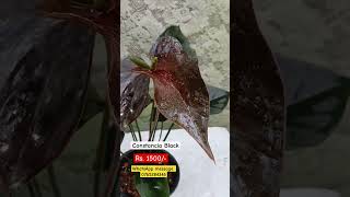 💚වෙන්වී අවසන් 💚Constancia Black 🖤 plants flowers anthurium anthuriumlovers [upl. by Natanoj]