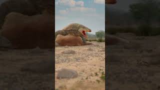 Megalania Australia’s Largest Lizard [upl. by Ahsya]