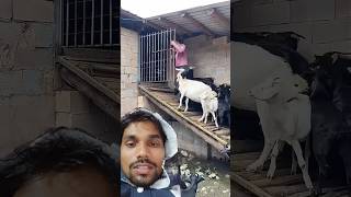 Bakriyon ko Ghar mein le Jana goat goatknowledge animals farming cow shorts funny viralshort [upl. by Ahsimal]