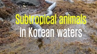 Subtropical animals in Korean waters [upl. by Maxima]