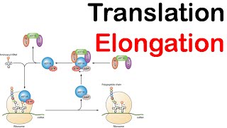 Translation elongation in eukaryotes  eukaryotic translation lecture 2 [upl. by Morry]