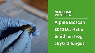 Alpine Bioscan 2013  Dr Katie Smith on frog chytrid fungus [upl. by Parsaye]