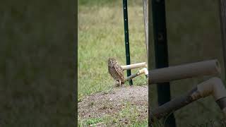 Burrowing Owl [upl. by Warner]