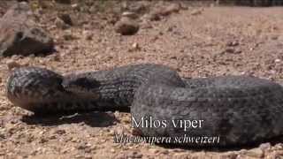 Field herping Milos island Greece Looking for the Milos viper [upl. by Huston809]