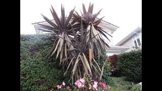 Cordyline australis Red Star love coastal conditions [upl. by Ycats168]