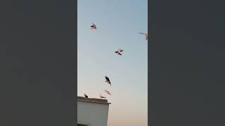 COLOR LAGA HOWA PIGEON PAKRA🕊️subscribepigeonshortvideoviralvideovideoviralshortsvlogfyp [upl. by Nosirrah]