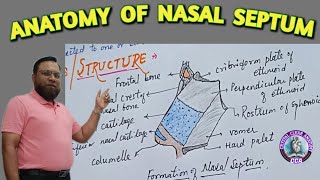 ANATOMY OF NASAL SEPTUM । MEDIAL WALL OF NOSE। LITTLES AREA [upl. by Gerstein]