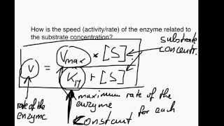 The Michaelis Menten equation [upl. by Morice]