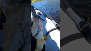 Whopper plopper fishing fishing [upl. by Burkhardt357]