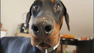 Dobermann testet Rinti Rind [upl. by Nerot]