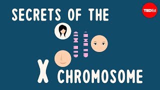 Secrets of the X chromosome  Robin Ball [upl. by Annodahs503]