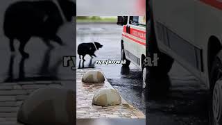 Pies wierzył że nie może opuścić chorego właściciela Co stało się potem 😢🐾 shorts [upl. by Megan582]