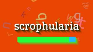 SCROPHULARIA  HOW TO SAY SCROPHULARIA scrophularia [upl. by Baptiste]