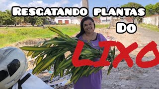 Resgatando PLANTAS do LIXO [upl. by Ardnuahs]