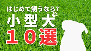 【小型犬】飼いやすい小型犬10選 初心者におすすめ [upl. by Denoting]